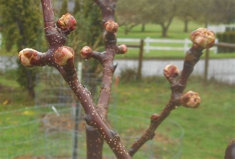 How to notch dormant pear tree buds, from the pear field laboratory, horticulture centre of excellence, tatura. Daniel's Pacific NW Garden: Fruit Tree Buds. 2.21.16