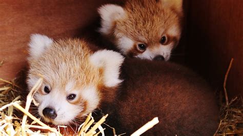 Gorgeous Pictures Of Rare Red Panda Twins Born At Longleat Itv News