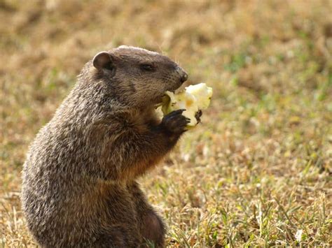 What Do Groundhogs Eat? A Quick Guide for the Curious - AnimAnswers.com