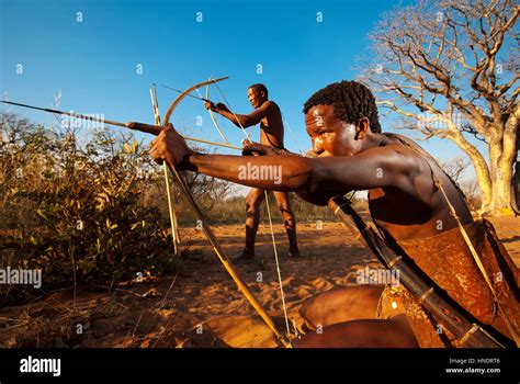 Ju Hoansi Bushmen San Ou Hunter Simule Une Chasse à L Arc Et Flèche En Son Village Grashoek