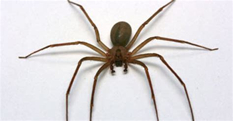 Brown recluse spider found in a Kansas City, Missouri, woman's ear