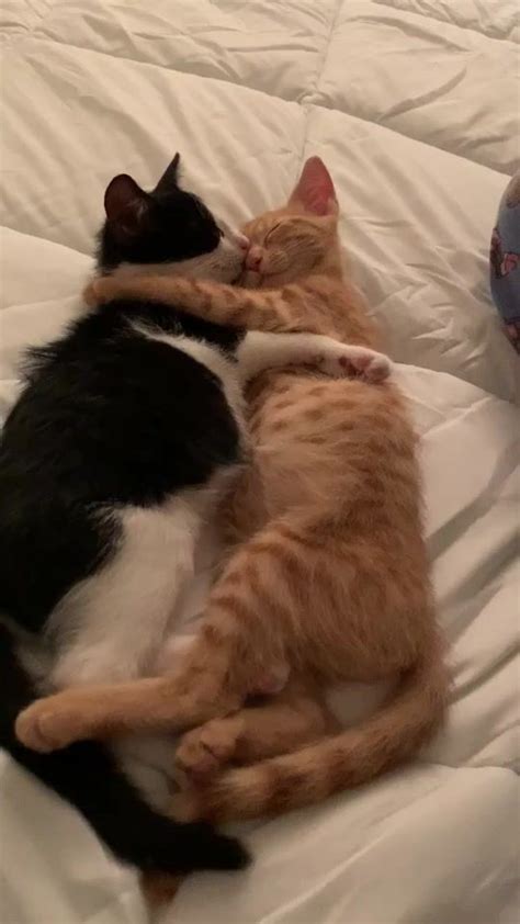 Emilieemilieselfies On Tiktok Cuddle Buddies Fyp Foryou Cat