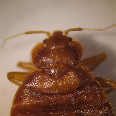 What Do Bed Bugs Look Like 65 Images And Pictures Of Bed Bugs