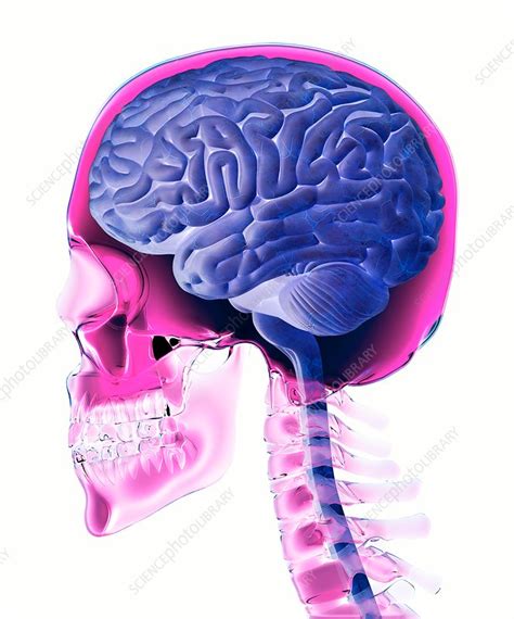 Brain And Skull Anatomy Illustration Stock Image C0384319