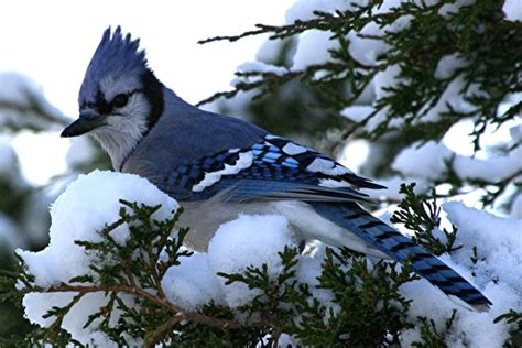 The Blue Jay Canadian Lovely Bird Basic Facts And Information Beauty