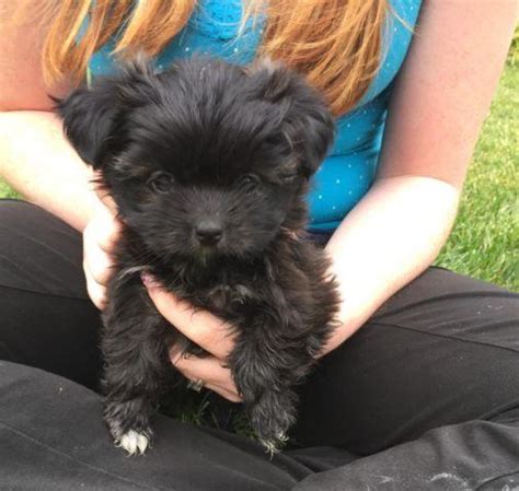 They originated in tibet, but are most associated with china where they were highly revered as a review how much shih tzu puppies for sale sell for below. Akc Shih Tzu puppy for Sale in Brush, Colorado Classified | AmericanListed.com