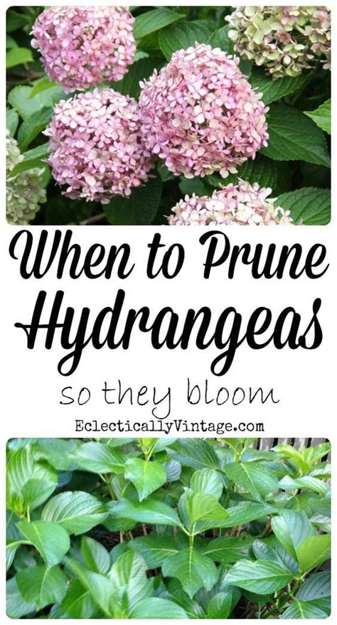 While you're doing your research, check to see if your variety flowers on old or new wood. When to Prune Hydrangeas | Hydrangeas and When to prune ...
