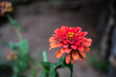 Old Red Zinnia Or Beautiful Zinnia In The Flower Garden Stock Photo