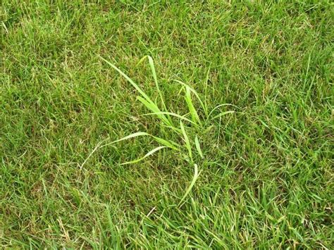 Removing Fieldquack Grass Lawnsite