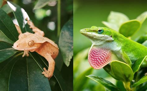 Geckos Vs Anoles Choosing The Right Lizard Pet For You Fur Wings
