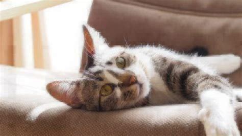 Pet Insurance for Indoor Cats | Healthy Paws