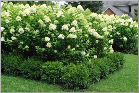 Front Yard Landscaping Ideas With Hydrangeas