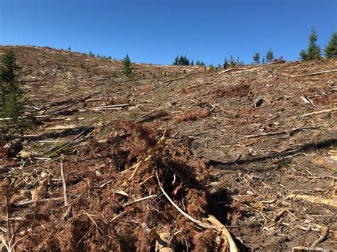 Big Bad Forest Clear Cutting Continues Daily Montanan