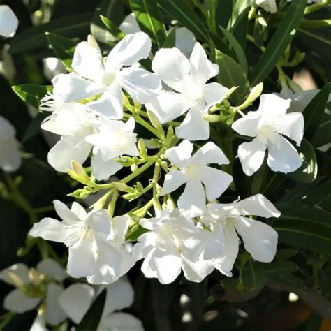 White Oleander Nerium Oleander White Garden Center Point