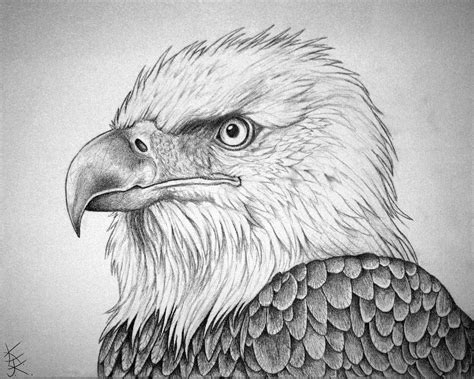 How To Draw A Eagle Bald Eagle Portrait By Techdrakonic On