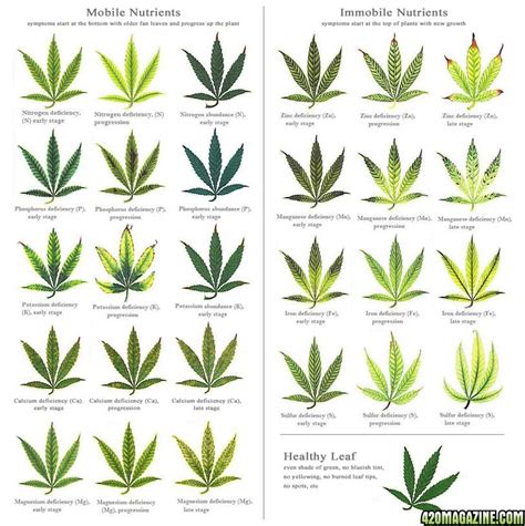 Bestcannabisdeficiencyvisualchart 420 Magazine