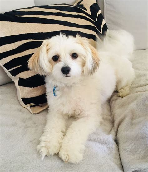 We can source and supply maltesers in. Levi Blu Maltese Papillon mix | Maltese dogs, Papillon mix ...