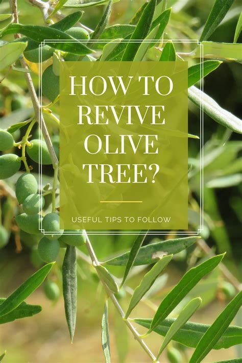 How To Revive Olive Tree How To Bring Olive Tree Back To Life
