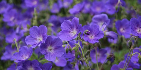 Nowadays when we talk about perennial plants, or simply perennials (perennial can be a noun, too), we mean plants that die back seasonally but produce new growth in the spring. Hardy Geraniums - An All-Season Blooming Perennial For ...
