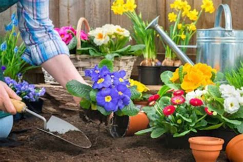 Study Finds Gardening Could Reduce Your Risk Of A Heart Attack