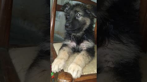 Cutest German Shepherd Puppy Youtube