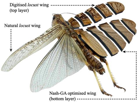 Experimental Locust Design Could Change The Future Of Flight