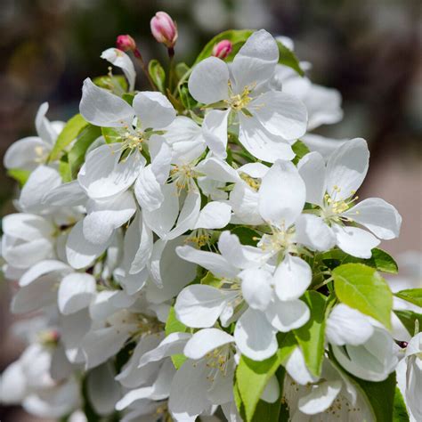 Spring Snow Flowering Crabapple Trees For Sale