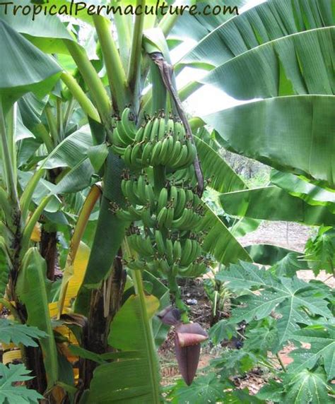 How Long Does A Banana Tree Take To Grow Fruit Banana Poster
