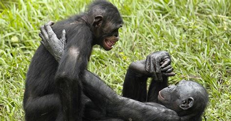sexual healing bonobos use sex to de stress wired