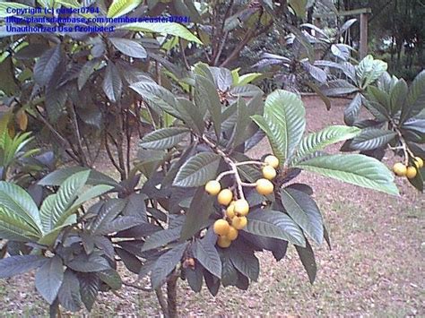 Plantfiles Pictures Loquat Japanese Plum Eriobotrya Japonica 1 By
