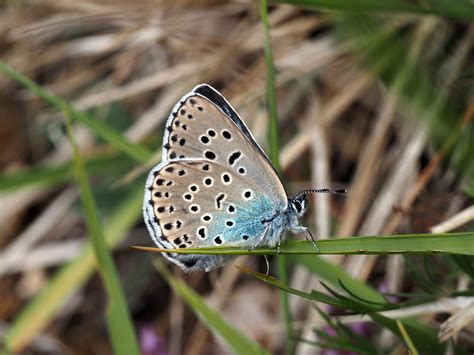 Rare Butterfly Returns To Rodborough Common After 150 Year