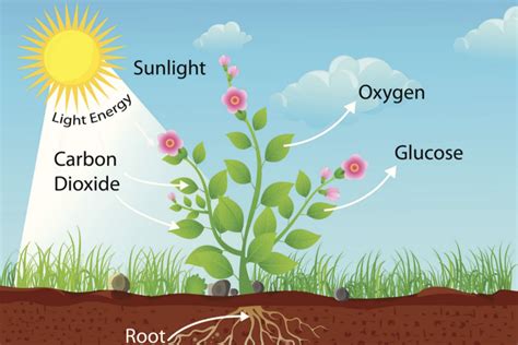 Plant cell in pure water. What Is Diffusion?