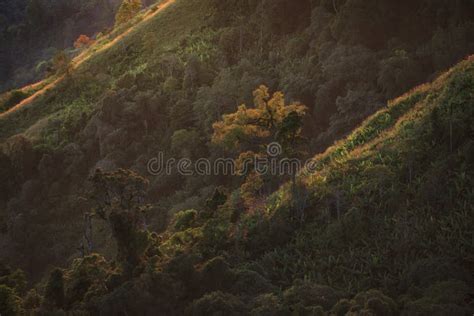 Morning In Nature View At Phu Tubberk Lom Kao District Phetchabun