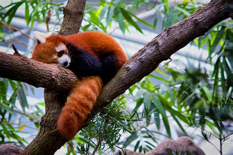 Red Panda Taken At The River Safari Singapore On 17 Dec 2 Flickr