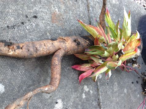 Mystery Weed With Huge Tuberous Root — Bbc Gardeners World Magazine