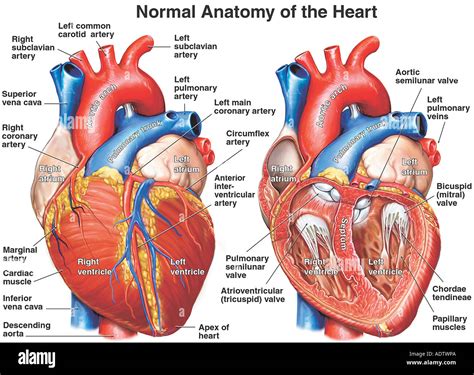 Anatomie Du Cœur Photo Stock Alamy