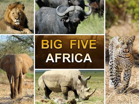 The Big Five Animals Of Africa Plus Wild Facts