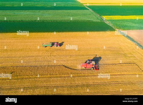 Aerial View Of Golden Wheat Field During Harvest In Summer Combine