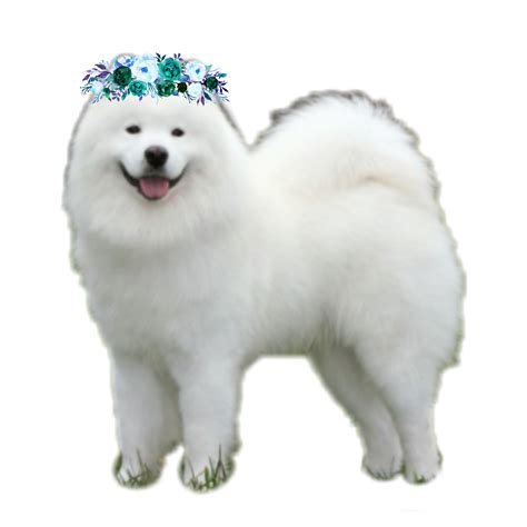 Samoyed Dog Png Images Transparent Free Download Pngmart