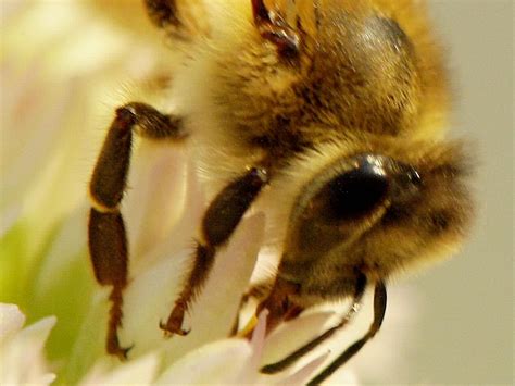 Bees Knees Smithsonian Photo Contest Smithsonian Magazine