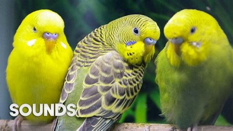 Singing Budgie Flock For Lonely Budgies Budgie Sounds Parakeet