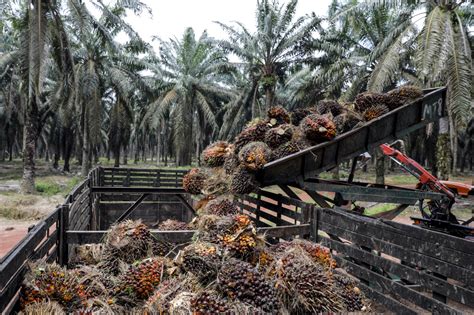 Oil Palm Plantation Expenses Max Oliver