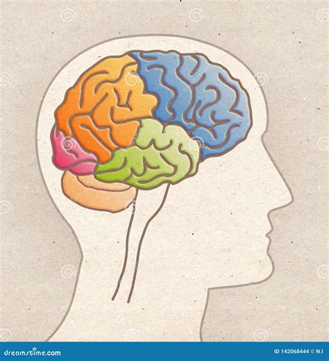 Human Anatomy Drawing Profile Head With Brain Lobes Stock