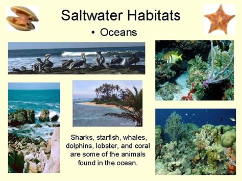Habitats For Plants And Animals What Is An