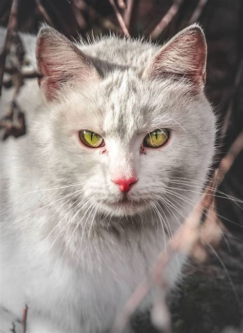 Also top cat products, gift ideas and cat info every cat owner needs. Dignified Stray Cat Photos Celebrate Their Unique Beauty
