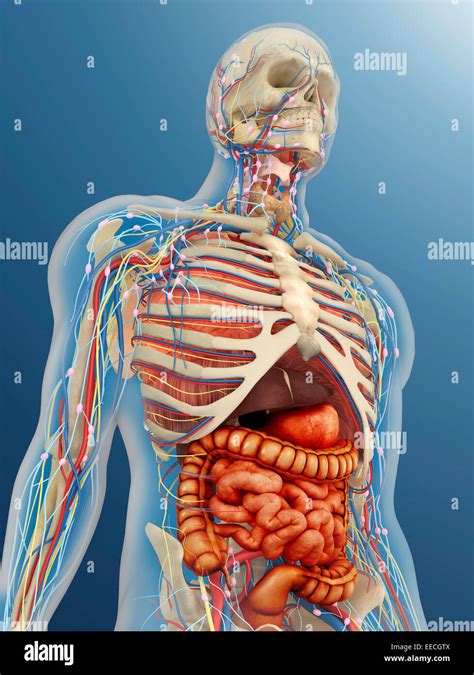 Trasparente Del Corpo Umano Con Organi Interni Il Sistema Nervoso Del