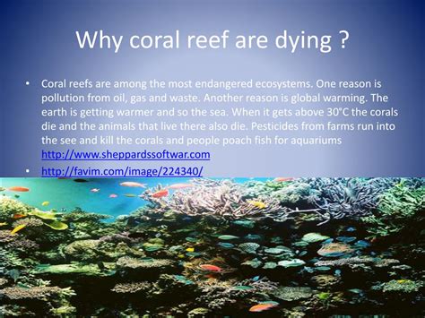 Ppt Coral Reef Powerpoint Presentation Free Download Id