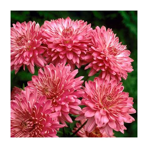 Chrysanthemum Allouise Pink 105cm Pot Pot Shop