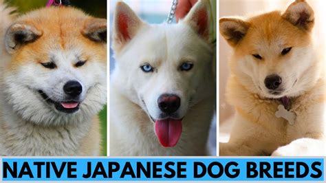 6 Native Japanese Dog Breeds Youtube