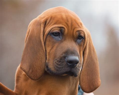 Redbone Coonhound Temperament Lifespan Shedding Puppy